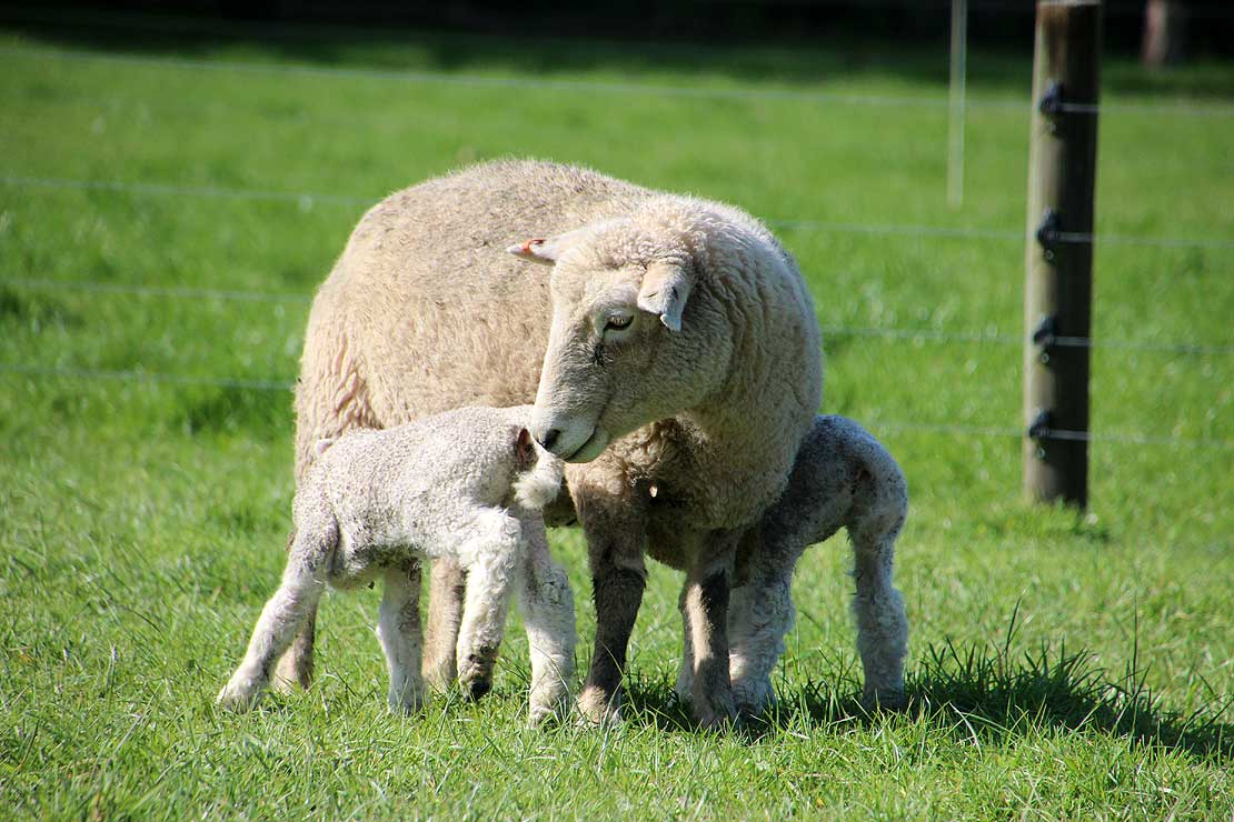 Top tips for lambing success Massey University